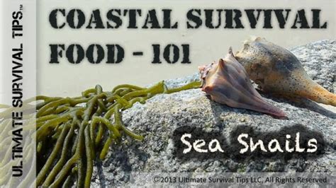 Cool Survival Food 101 Learn To Harvest Eat And Like Slimy Sea