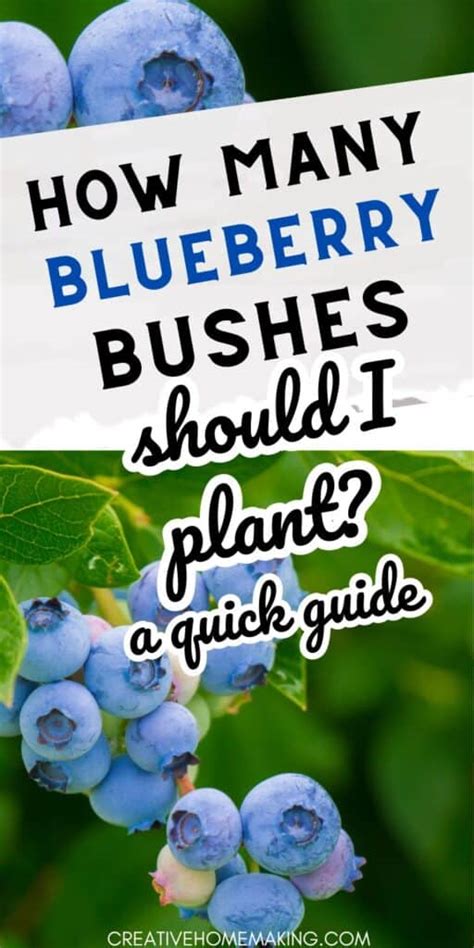 How Many Blueberry Bushes Should I Plant A Quick Guide Creative