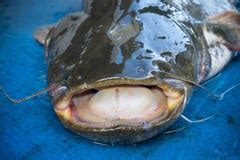 Mouth Catfish Stock Images - Image: 33466134