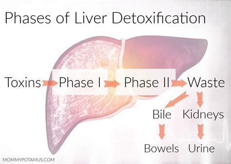 How To Support Liver Health For Detox