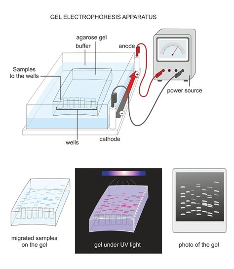 Gel Electrophoresis System Definition Principle Parts 55 OFF