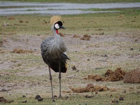 The Grey Crowned Crane | Smithsonian Photo Contest | Smithsonian Magazine