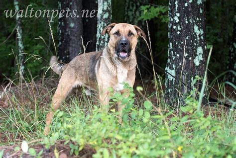 Dog Rescue Photography Blog German Shepherd Shar Pei mix Gage - WILLIAM WISE PHOTOGRAPHY