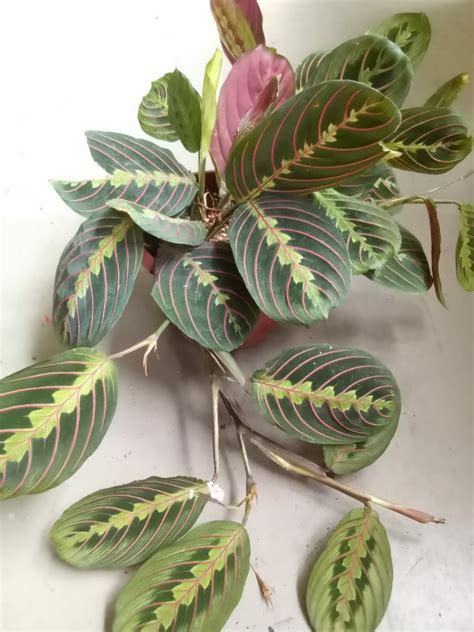 Maranta Leuconeura Prayer Plant Rabbit S Foot Bushy Healthy Happy Plant