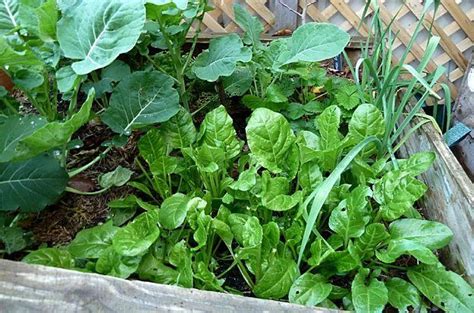 A Wooden Box Filled With Lots Of Green Plants