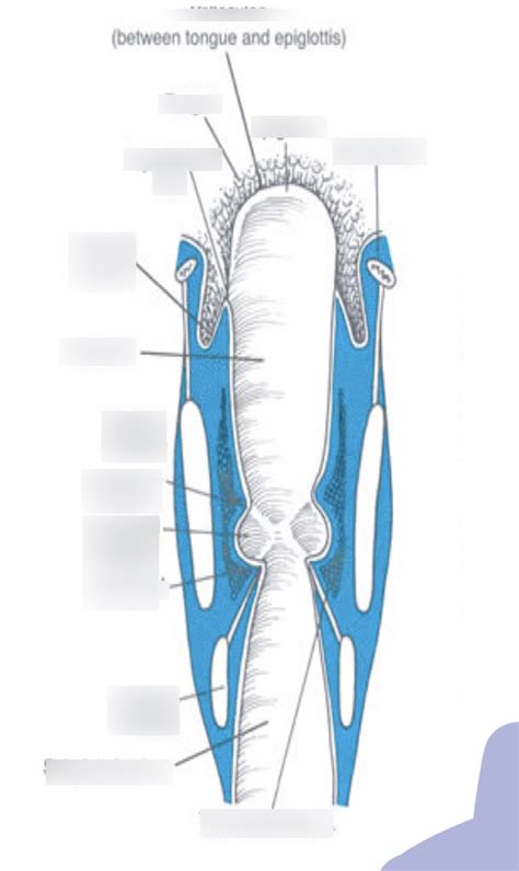 Chapter 4 Glottis Diagram | Quizlet