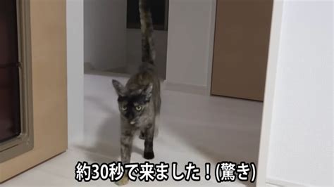 「猫は自分の名前が呼ばれたら来るのか？」飼い主さんが4匹の猫を2階から呼んでみると…？｜ねこナビ