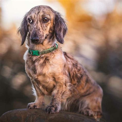 La Clairière aux Cerfs élevage de chiens teckels aix en provence