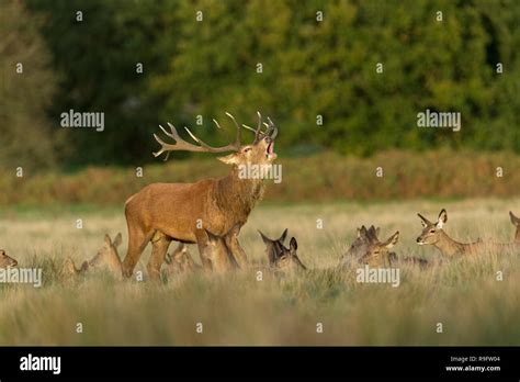 Hirsch herde Fotos und Bildmaterial in hoher Auflösung Alamy