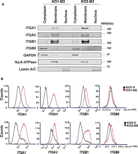 Subcellular Fractionation of α1 αv β1 and β5 integrins in