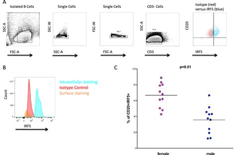 Sex Differences In The Percentages Of Irf Positive B Cells A Flow