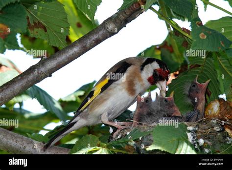 Goldfinch Nest Fotos Und Bildmaterial In Hoher Auflösung Alamy