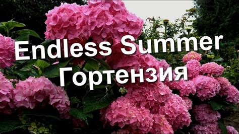 Гортензия Бесконечное Лето (Endless Summer) - YouTube