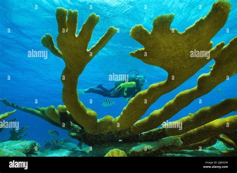 Scuba Diver Swimming Between Elkhorn Corals Acropora Palmata In A