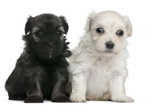 All About the Little Lion Dog Breed - My Animals