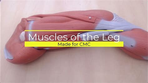 Arm, Leg, Eye muscles for CMC, along with Micro Model - YouTube