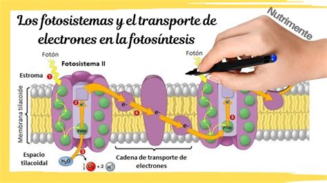 Diagrama De Cadena De Transporte De Electrones Fotosíntesis