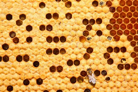 Bees on honeycomb Stock Photo by ©metrmetr 1281316