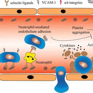 The Heterotypic Cell Interactions Between Ctcs And Haemopotoeic Cells