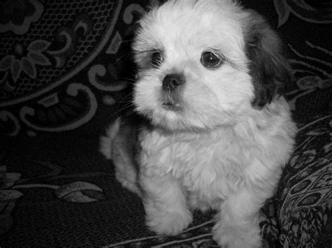 Cute Dogs Black Shih Tzu Dogs