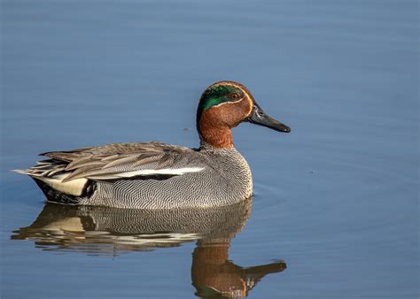 Alzavola Enzo De Bernardinis Flickr