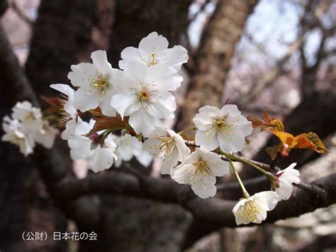 身延桜 桜図鑑｜公益財団法人日本花の会