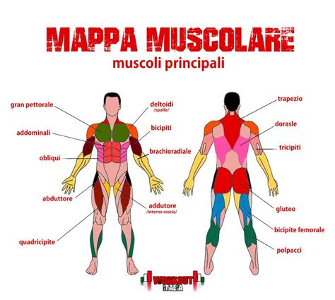 Workout Italia Mappa Muscolare Conoscere I Nostri Muscoli Workout Italia