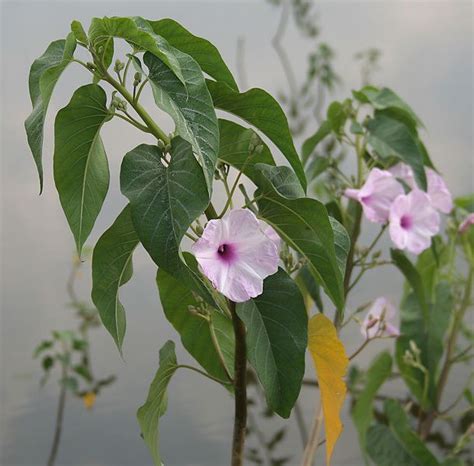 Ipomoea Carnea Alchetron The Free Social Encyclopedia