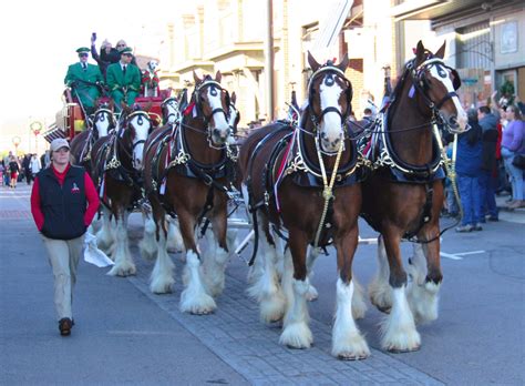 Budweiser Clydesdales bring Christmas season to Cullman - The Cullman