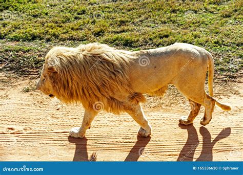 African white lions stock photo. Image of feline, predator - 165336630