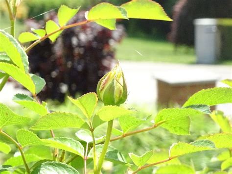 A Green Plant With Leaves In The Foreground And A Bench In The Back Ground