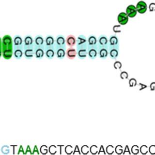 Components Of The Trx Pathway Shown To Be Functional In This Study Ac