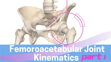 Hip Joint Biomechanics Femoroacetabular Joint Kinematics Open