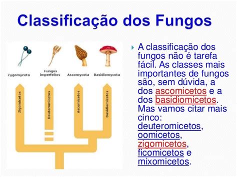 Reino Fungi