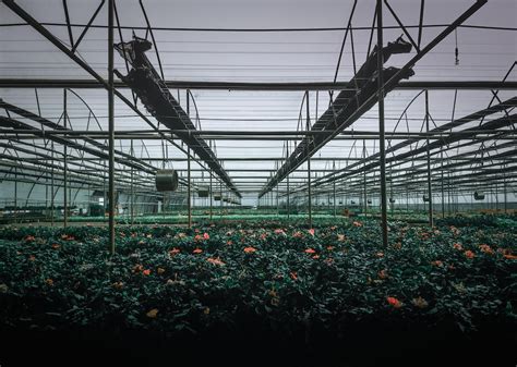 999 Plant Nursery Pictures Download Free Images On Unsplash