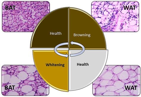 Histopathology Adipose Tissue Of Rats H E Staining Magnification