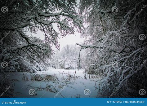 Blizzard in Park White Trees Landscape Stock Image - Image of natural ...