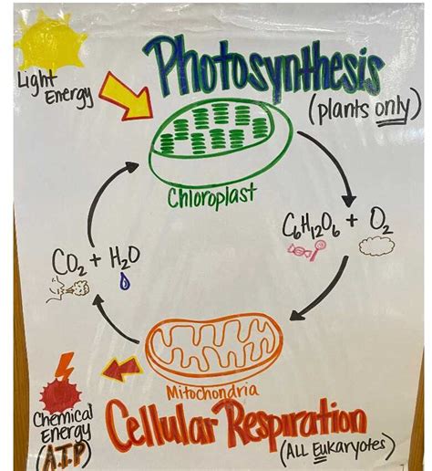 Photosynthesis And Cellular Respiration Anchor Chart