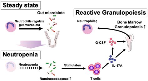 Intestinal Microorganisms Influence White Blood Cell Levels In Blood