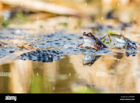 Common Frogs Rana Temporaria And Frogspawn In A Derbyshire Pond At