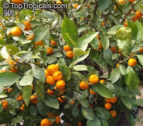 Citrofortunella sp., Calamondin