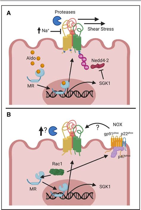 Figure 1 From Epithelial Sodium Channel And Salt Sensitive Hypertension