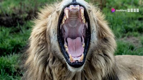 The Incredible African Bear Natures Hi Youtube