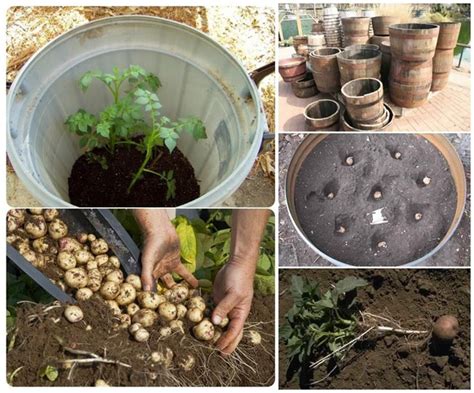 How To Grow Potatoes In Containers And Get An Amazing Yield Walden Labs