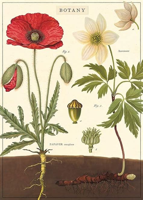 Amazon Cavallini Decorative Wrap Poster Botany X Inch