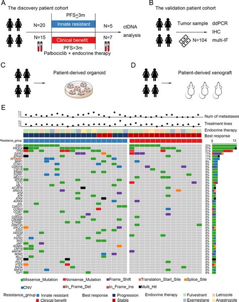 The Key Genes Related To The Innate Resistance Of Cdk46 Inhibitors