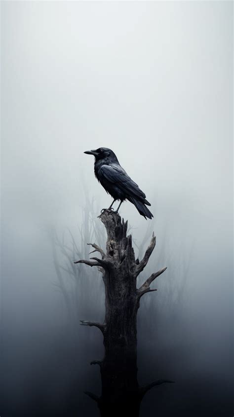 Crow Sitting on a Tree Mobile Phone Wallpaper