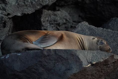 Dsc P Galapagos Sea Lion Julene Bailie Flickr