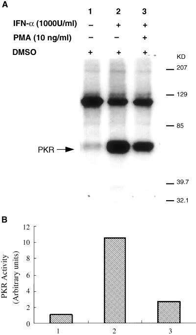 Pma Treatment Downregulates Pkr Autophosphorylation In Nih T Cells