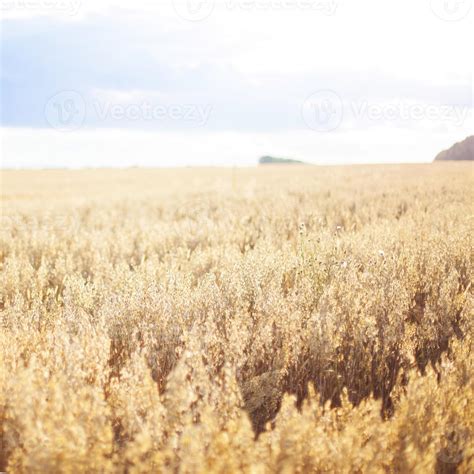 wheat field 1347717 Stock Photo at Vecteezy